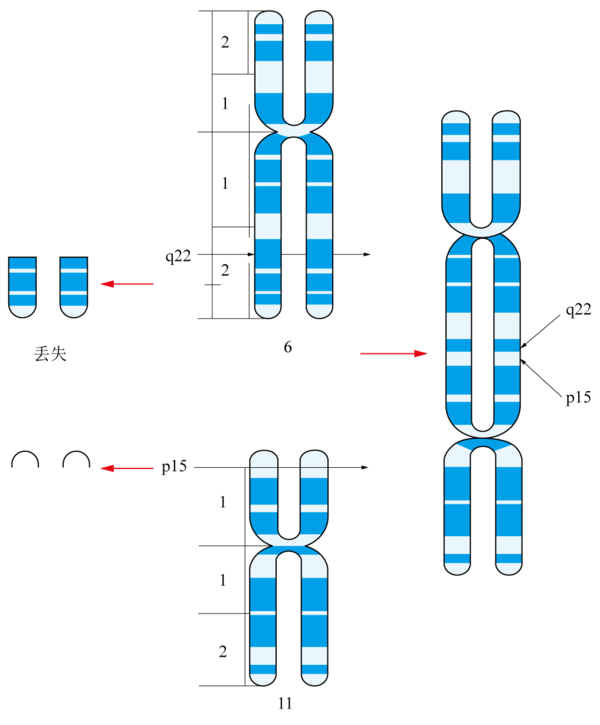 一条染色体图解图片